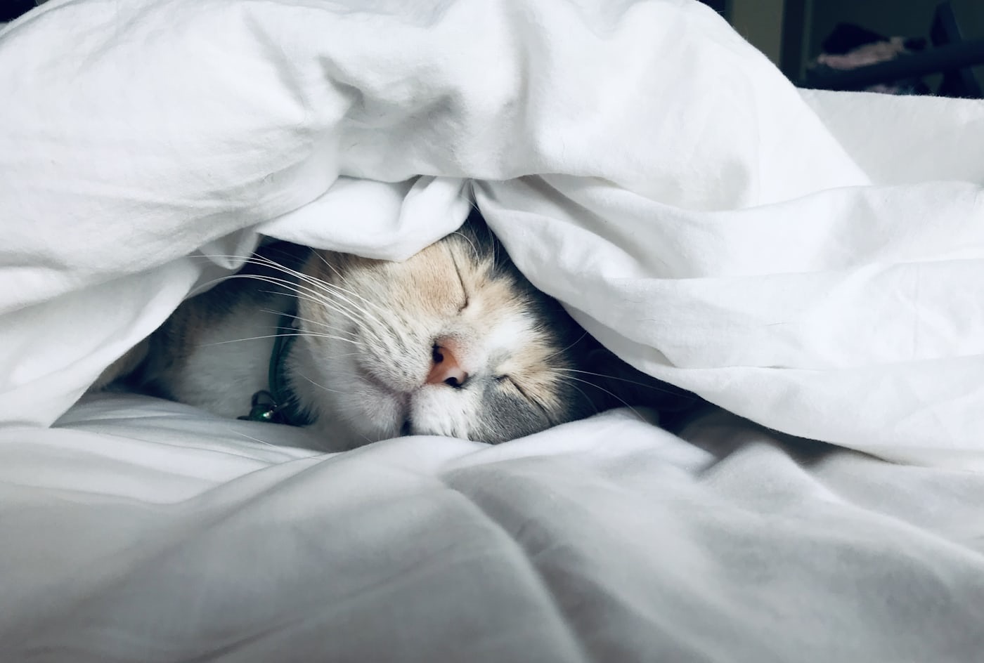img of Snooze or lose