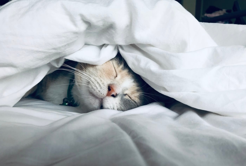 img of Snooze or lose
